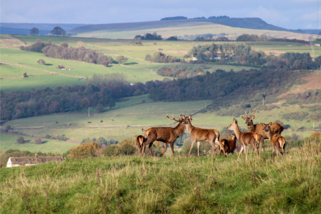 Group of deer grazing in an open field with rolling hills in the background near Whaley Bridge, High Peak. 